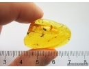 Symbiose! Ants Lasius Schiefferdeckeri and Aphids Aphidoidea. Fossil inclusions Baltic amber #12174