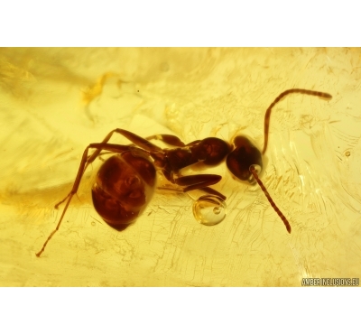 Ant Formicidae Ctenobethylus goepperti and Thrips. Fossil insects Baltic amber #12191