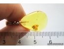 Snipe Fly Rhagionidae. Fossil insect in Baltic amber Silver pendant #12225