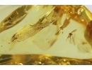 Nice Psocid Psocoptera and More. Fossil insects Baltic amber #12232