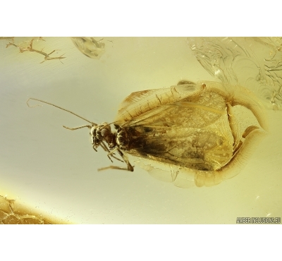 Nice Psocid Psocoptera and More. Fossil insects Baltic amber #12232