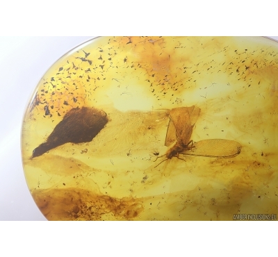 Termite Isoptera and Leaf. Fossil inclusions in Baltic amber #12251