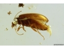 Nice Flower and Marsh Beetle Scirtidae. Fossil inclusions Baltic amber #12265