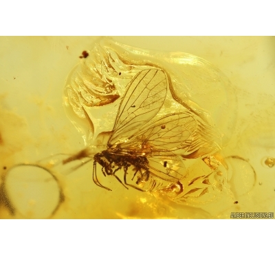Rare Dustywing Coniopterygidae Archiconis electra and More. Fossil inclusions Baltic amber stone #12270