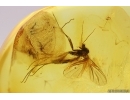 Rare Dustywing Coniopterygidae Archiconis electra and More. Fossil inclusions Baltic amber stone #12270