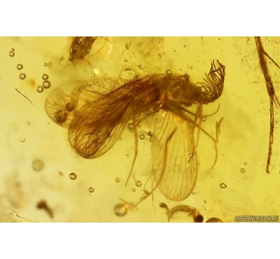 Extremely Rare Lacewing Dilaridae Cascadilar and Caddisfly Trichoptera. Fifth specimen in Baltic amber! #12276