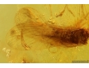 Extremely Rare Lacewing Dilaridae Cascadilar and Caddisfly Trichoptera. Fifth specimen in Baltic amber! #12276
