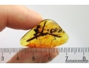 Nice Big 22mm! Plant. Fossil inclusion in Baltic amber #12284