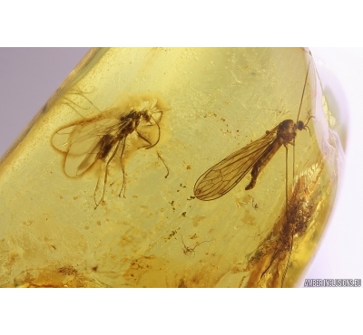 Winged Ant Lasius and Crane fly Limoniidae Dicranomyia. Fossil inclusions Baltic amber #12297