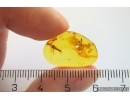 Unknown Plant and More. Fossil inclusions Baltic amber stone #12309
