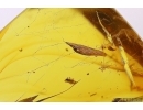 Thrips Thysanoptera in spider web and Dipterans. Fossil inclusions Baltic amber #12311