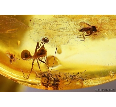 Tumbling Flower Beetle Mordellidae, Spider with Mite! Wasp, Ant and More. Fossil inclusions Baltic amber #12320