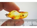  Flat Wasp Bethylidae. Fossil inclusion in Silver Pendant Baltic amber #12322