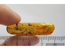 Big Mayfly Ephemeroptera: Heptageniidae. Fossil insect Baltic amber stone # 12328