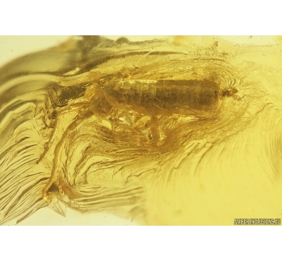 Springtail Collembola with Coprolites. Fossil inclusions Baltic amber #12367