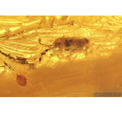Springtail Collembola and Mite Acari. Fossil inclusions Baltic amber #12368