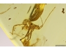 True Bug Heteroptera Miridae. Fossil insect in Ukrainian Rovno amber #12370R