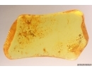 Interesting Plant. Fossil inclusion in Baltic amber #12374