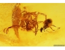 Action! Spider Araneae and Ant Hymenoptera. Fossil inclusions Baltic amber #12386