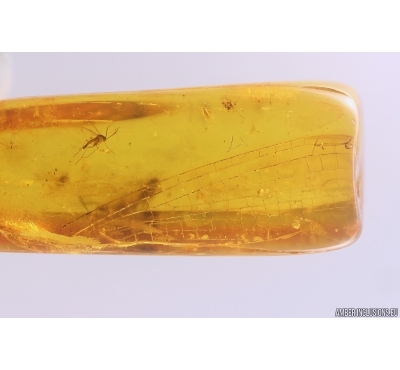 Rare Odonata Dragonfly Wing and Gnat Macrocerinae. Fossil inclusions Baltic amber #12391