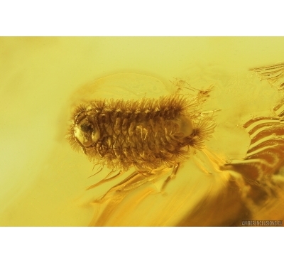 Millipede Polyxenidae and Nice Leaf. Fossil inclusions Baltic amber #12395