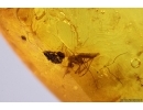 Centipede Geophilidae, Spider and More. Fossil inclusions in Baltic amber #12396