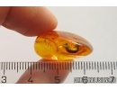 Millipede Diplopoda. Fossil inclusion in Baltic amber #12397