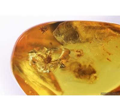 3 Spiders Araneae and 2 Mites Acari. Fossil inclusions in Baltic amber #12398