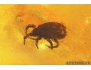 Spiders Araneae and Mite Acari. Fossil inclusions in Baltic amber #12400
