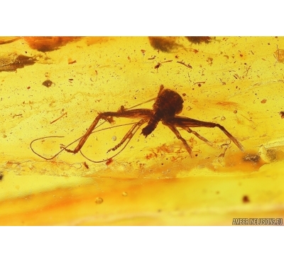Cricket Orthoptera and More. Fossil insects in Baltic amber #12405