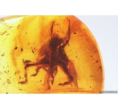 Cricket Orthoptera. Fossil insect in Baltic amber #12406