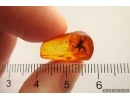 Cricket Orthoptera. Fossil insect in Baltic amber #12406