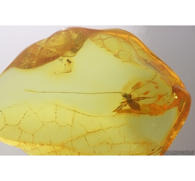 Nice Cricket Orthoptera. Fossil insect in Baltic amber #12408