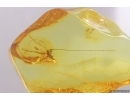 Nice Cricket Orthoptera. Fossil insect in Baltic amber #12408
