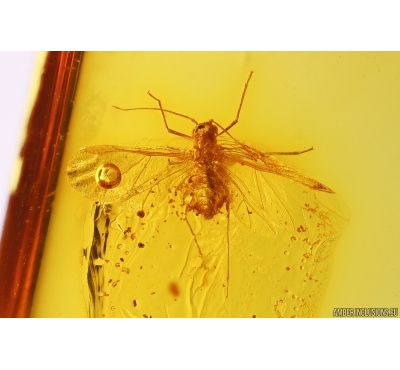 Winged Aphid, Aphididae. Fossil insect in Baltic amber #12410