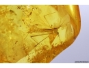 Springtail Collembola and Crane fly Limoniidae. Fossil inclusions Baltic amber # 12412