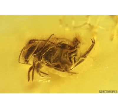 Springtail Collembola and Crane fly Limoniidae. Fossil inclusions Baltic amber # 12412