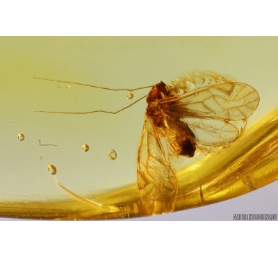 Nice Psocid Psocoptera. Fossil insect Baltic amber #12416