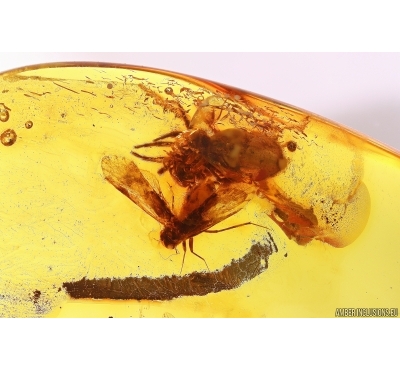 Psocid Psocoptera, Spider Araneae and Crane fly Limoniidae. Fossil inclusions Baltic amber #12417