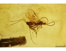 Nice and rare Leaf, Wasp and More. Fossil inclusions in Baltic amber #12425