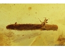 Nice and rare Leaf, Wasp and More. Fossil inclusions in Baltic amber #12425
