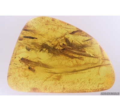 Big 30mm Wood fragment. Fossil inclusion in Baltic amber stone #12429