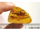 Big 30mm Wood fragment. Fossil inclusion in Baltic amber stone #12429