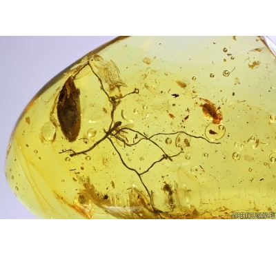 Nice Lichen, Leaf, Springtail and Water drop. Fossil inclusions Baltic amber #12432