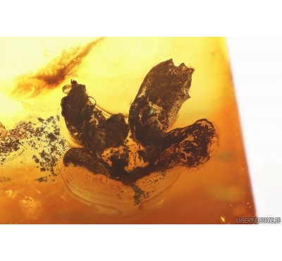 Nice Flower. Fossil inclusion in Baltic amber #12434