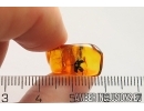 Nice Flower. Fossil inclusion in Baltic amber #12434