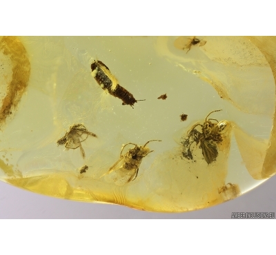 4 Aphids Aphididae and rare Larva. Fossil insects in Baltic amber stone #12456