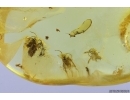 4 Aphids Aphididae and rare Larva. Fossil insects in Baltic amber stone #12456