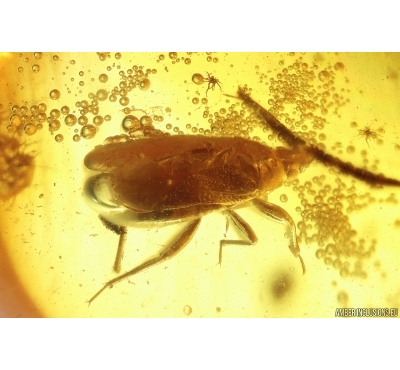 Bug Heteroptera, Moss and More. Fossil inclusions Baltic amber #12622