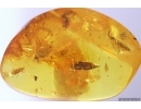 Bug Heteroptera, Moss and More. Fossil inclusions Baltic amber #12622